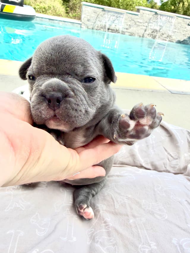 French Bulldog Puppies media 6