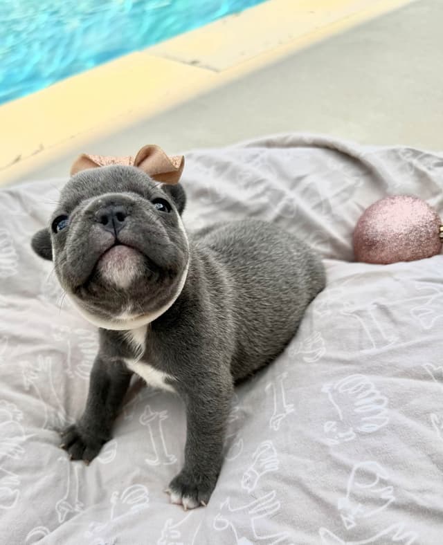 French Bulldog Puppies media 7