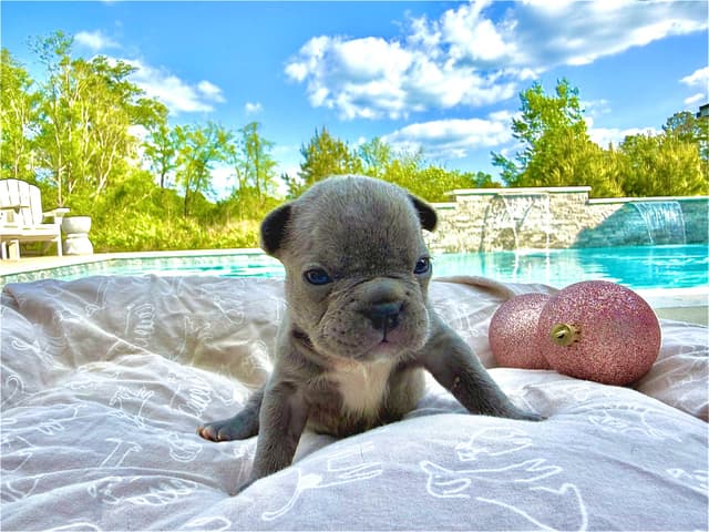 French Bulldog Puppies media 8