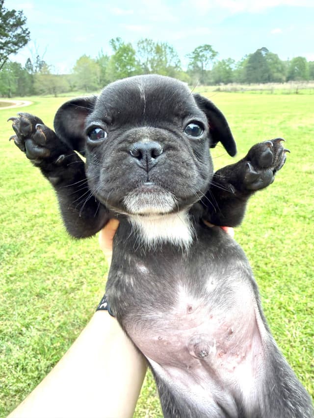 French Bulldog Puppies media 9