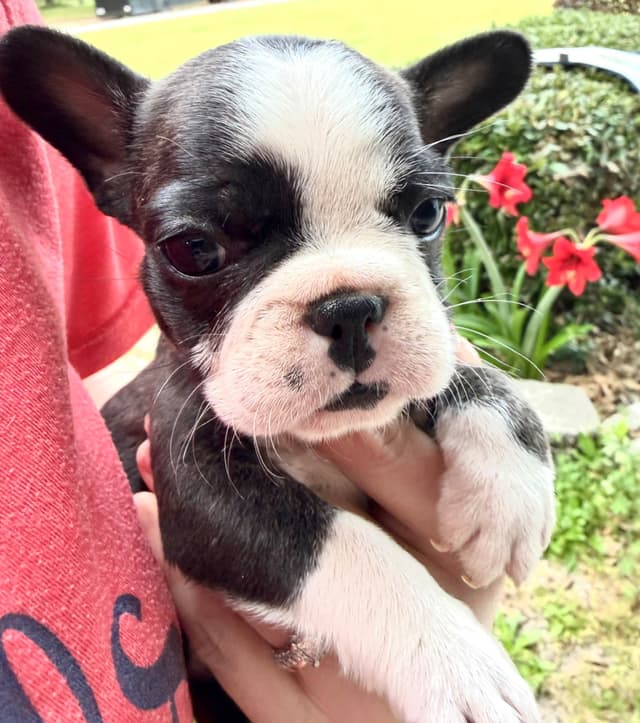 French Bulldog Puppies media 10