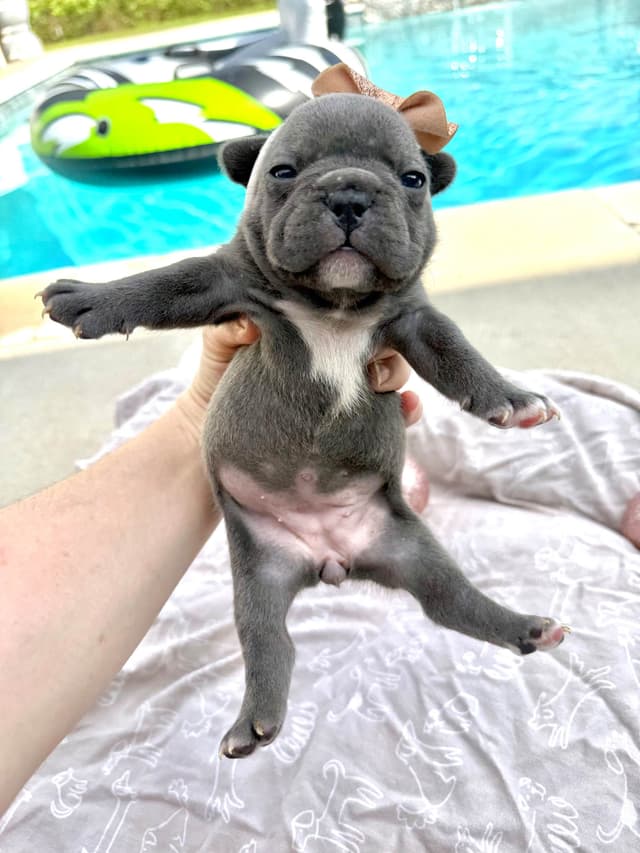 French Bulldog Puppies media 12