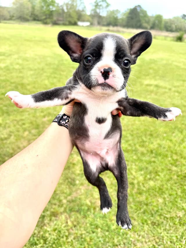 French Bulldog Puppies media 15