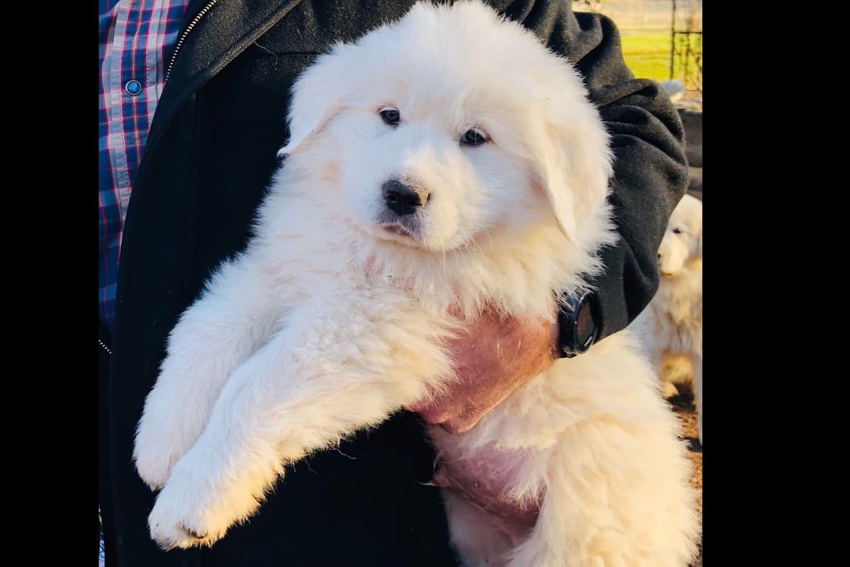 POLAR LIGHT GREAT Pyrenees Pups from GCH CH Parents breeder image 5