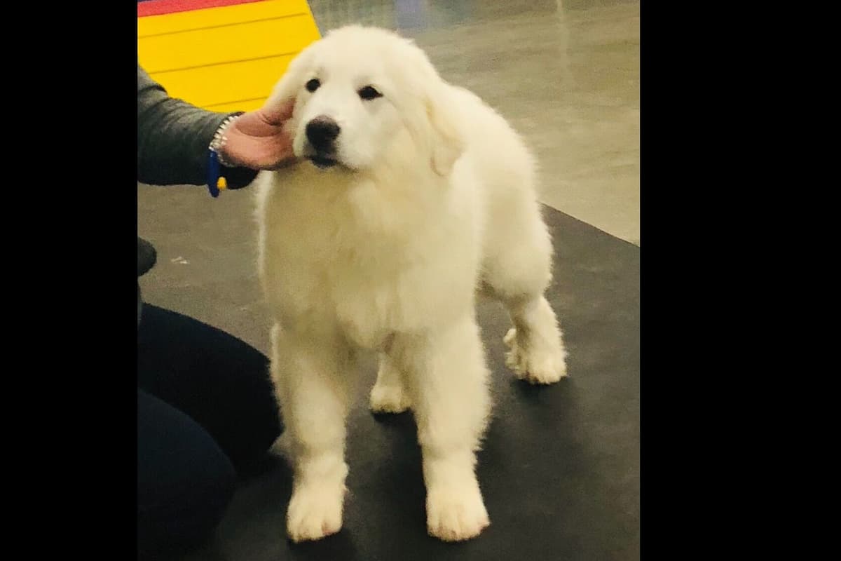 POLAR LIGHT GREAT Pyrenees Pups from GCH CH Parents breeder image 6