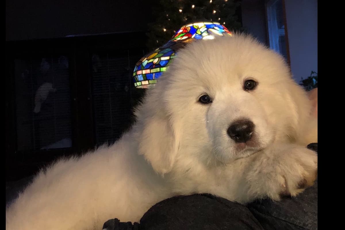 POLAR LIGHT GREAT Pyrenees Pups from GCH CH Parents breeder image 7