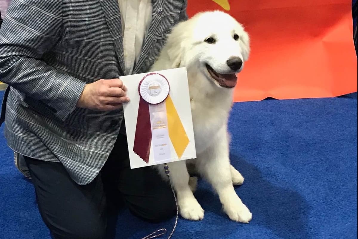 POLAR LIGHT GREAT Pyrenees Pups from GCH CH Parents breeder image 10