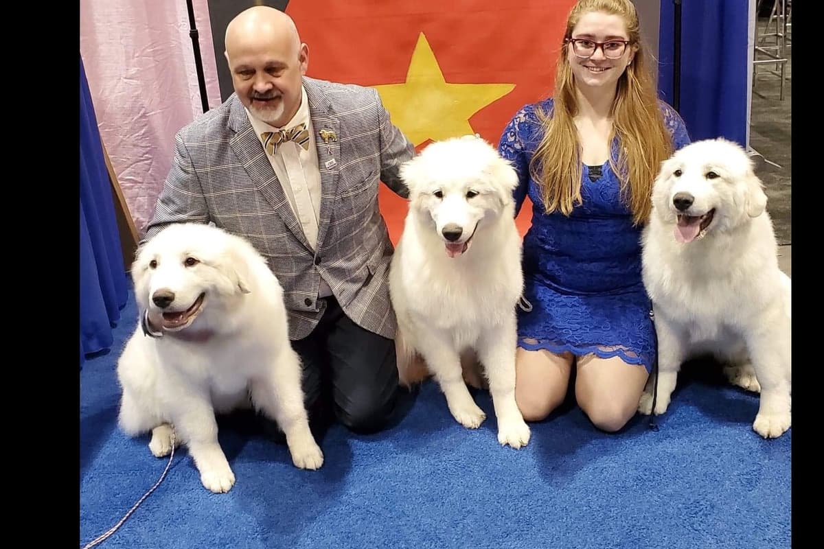 POLAR LIGHT GREAT Pyrenees Pups from GCH CH Parents breeder image 8