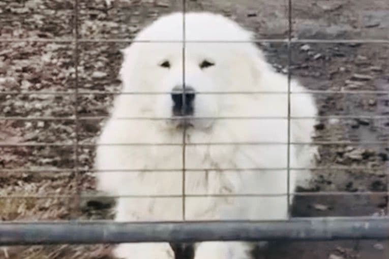 POLAR LIGHT GREAT Pyrenees Pups from GCH CH Parents breeder image 11