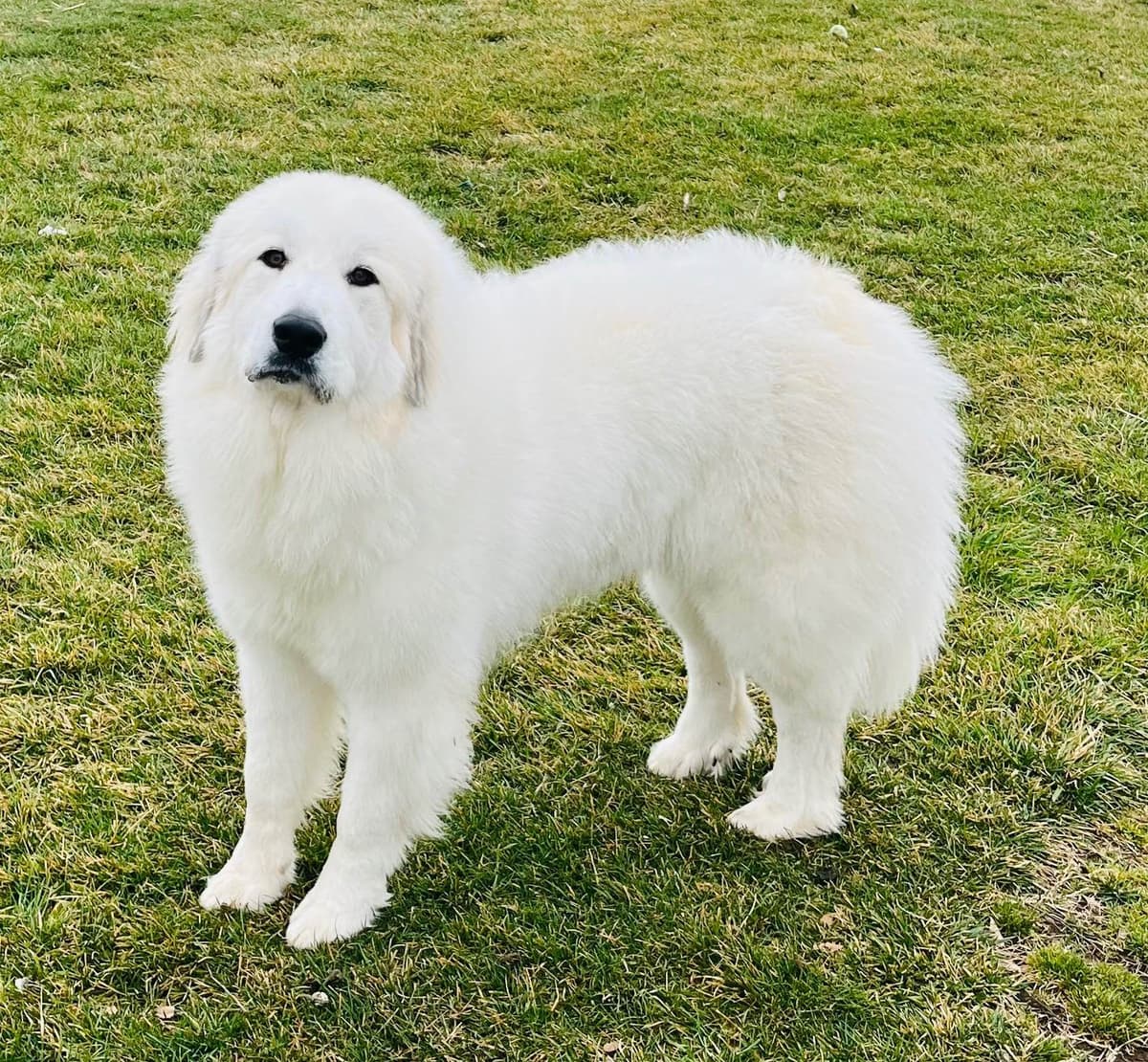POLAR LIGHT GREAT Pyrenees Pups from GCH CH Parents breeder image 15