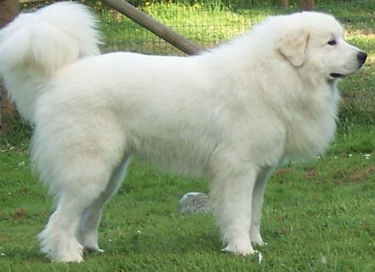 POLAR LIGHT GREAT Pyrenees Pups from GCH CH Parents breeder image 12