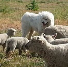 POLAR LIGHT GREAT Pyrenees Pups from GCH CH Parents breeder image 13