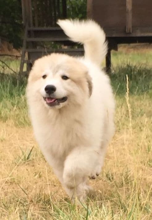 POLAR LIGHT GREAT Pyrenees Pups from GCH CH Parents breeder image 14