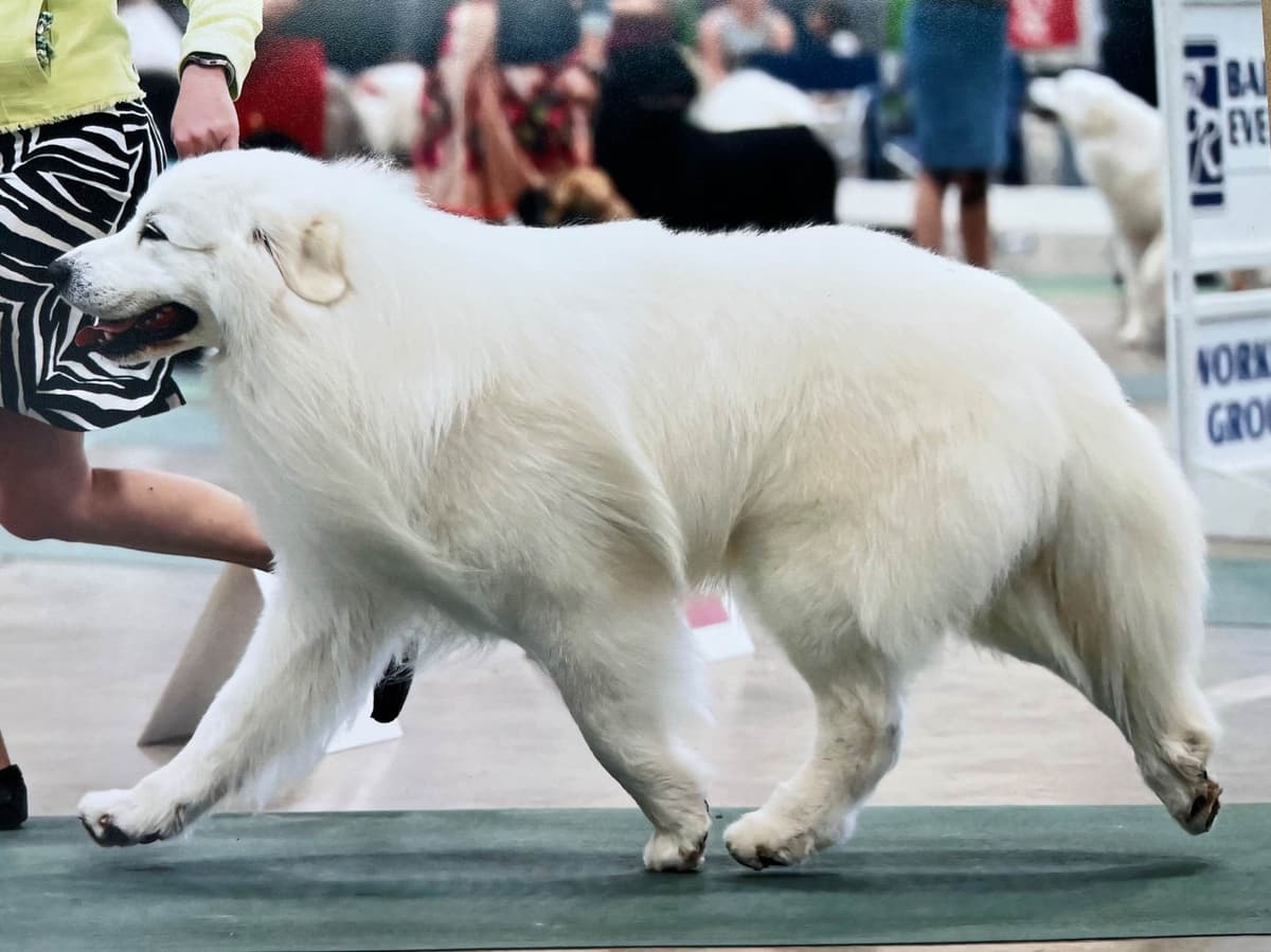 POLAR LIGHT GREAT Pyrenees Pups from GCH CH Parents breeder image 17