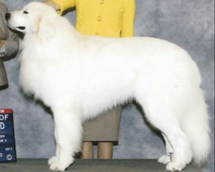 POLAR LIGHT GREAT Pyrenees Pups from GCH CH Parents breeder image 16