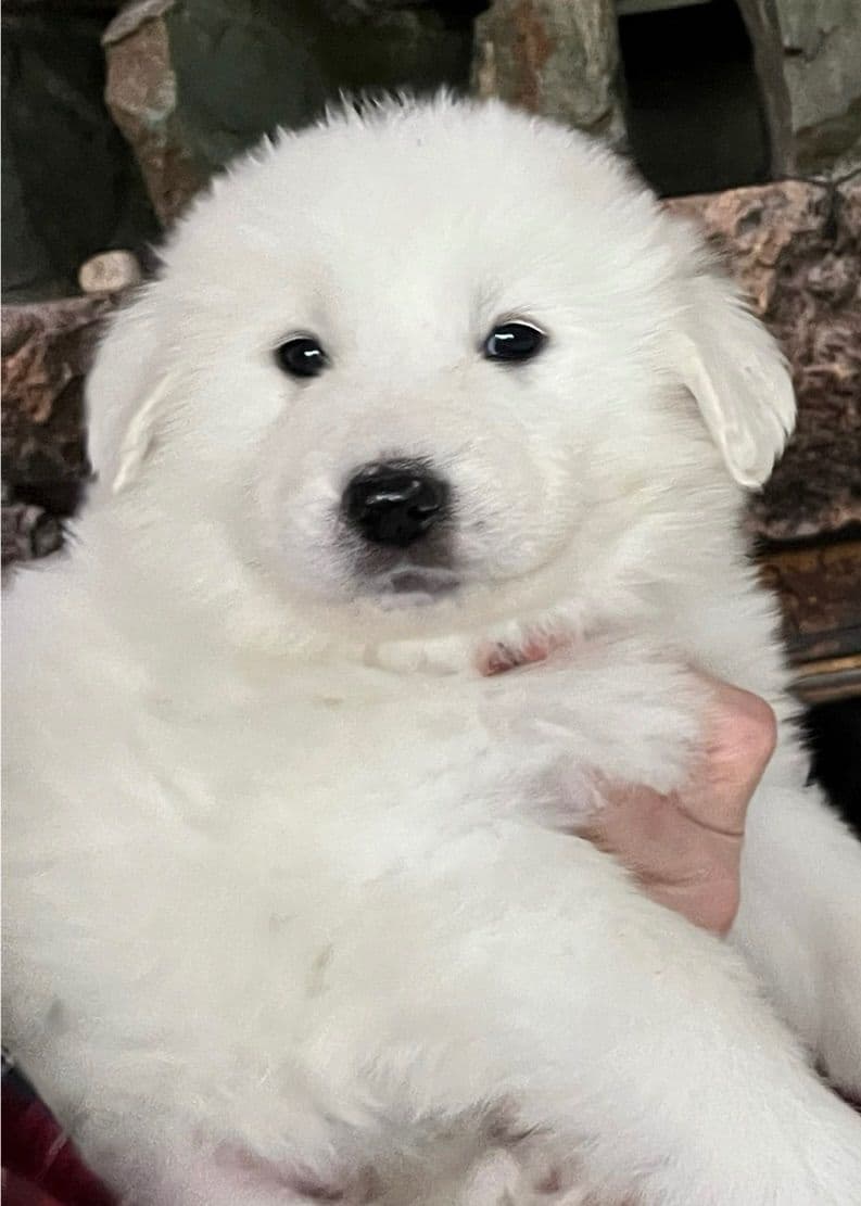 POLAR LIGHT GREAT Pyrenees Pups from GCH CH Parents breeder image 18