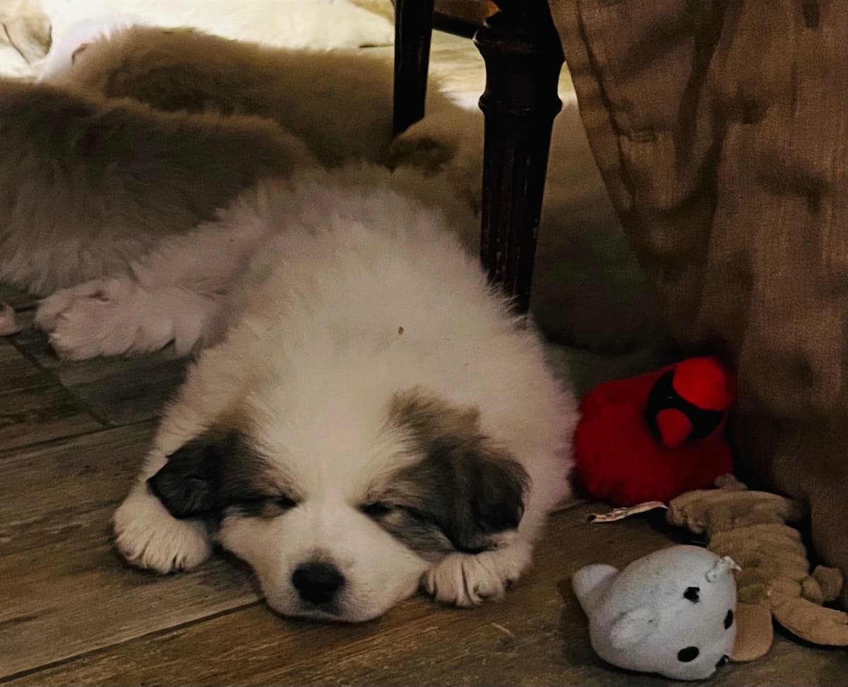 POLAR LIGHT GREAT Pyrenees Pups from GCH CH Parents breeder image 19