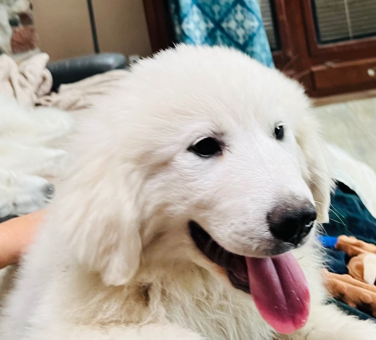 POLAR LIGHT GREAT Pyrenees Pups from GCH CH Parents breeder image 1