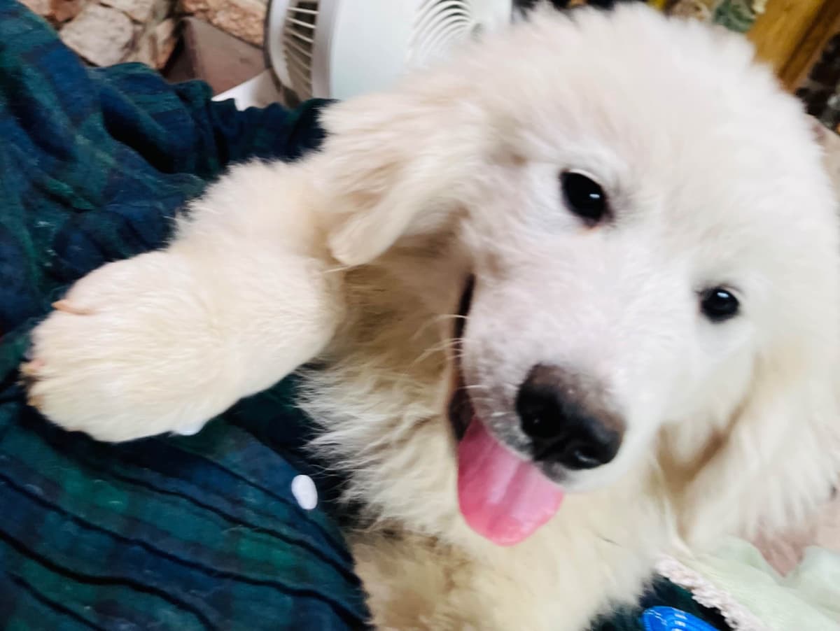 POLAR LIGHT GREAT Pyrenees Pups from GCH CH Parents breeder image 2