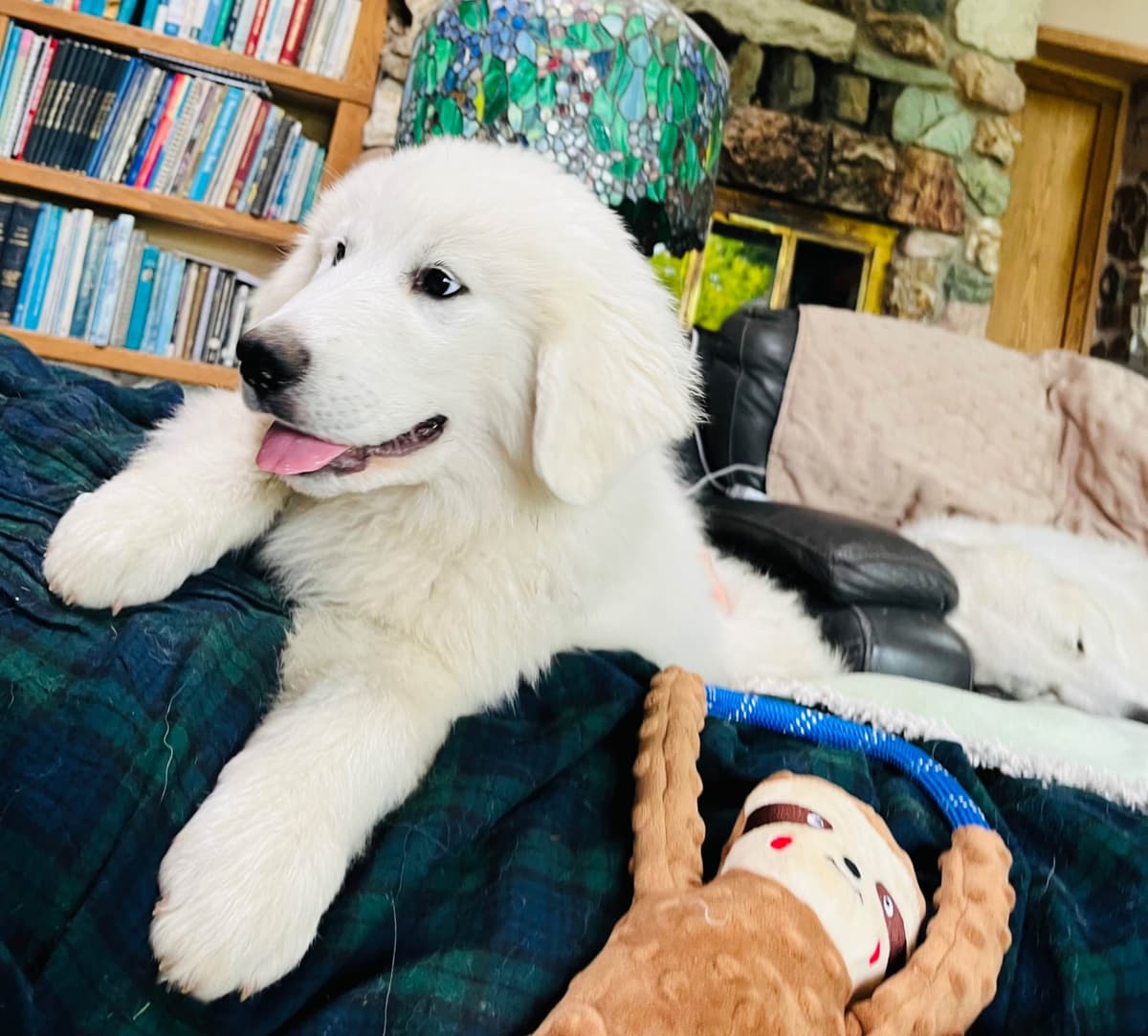 POLAR LIGHT GREAT Pyrenees Pups from GCH CH Parents breeder image 3