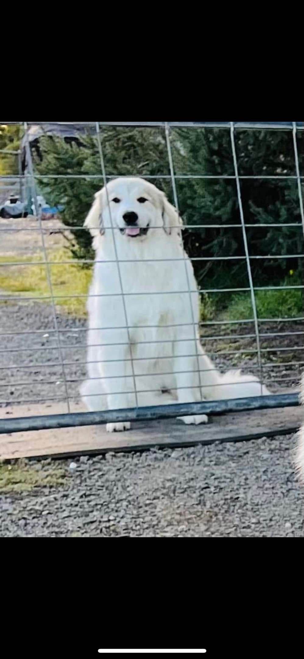 POLAR LIGHT GREAT Pyrenees Pups from GCH CH Parents breeder image 20