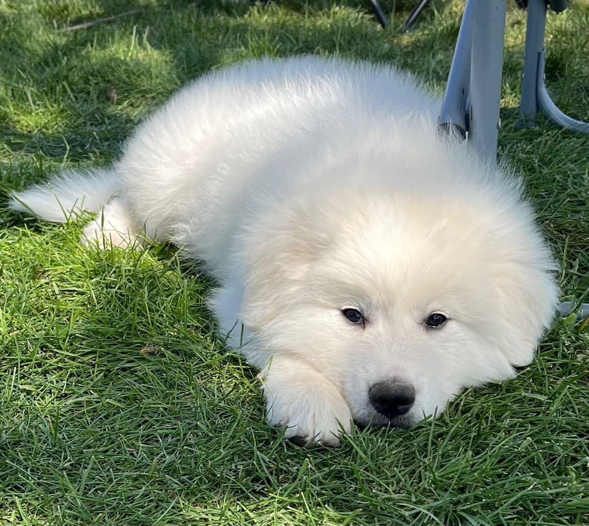 POLAR LIGHT GREAT Pyrenees Pups from GCH CH Parents breeder image 21