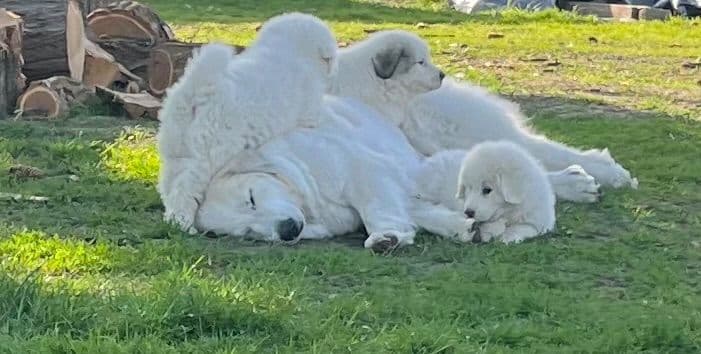 POLAR LIGHT GREAT Pyrenees Pups from GCH CH Parents breeder image 22