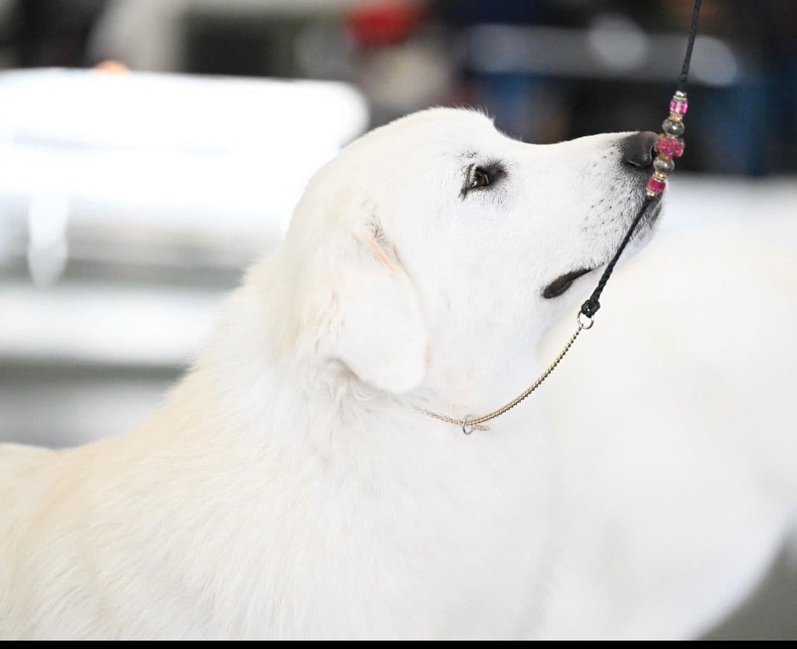POLAR LIGHT GREAT Pyrenees Pups from GCH CH Parents breeder image 23