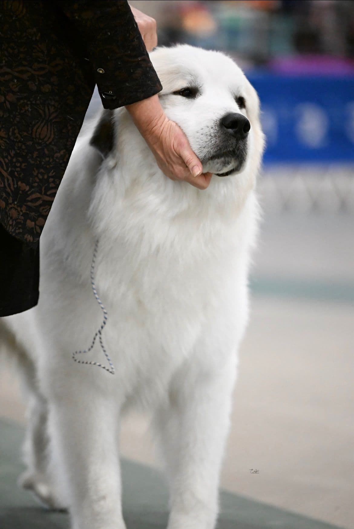 POLAR LIGHT GREAT Pyrenees Pups from GCH CH Parents breeder image 26