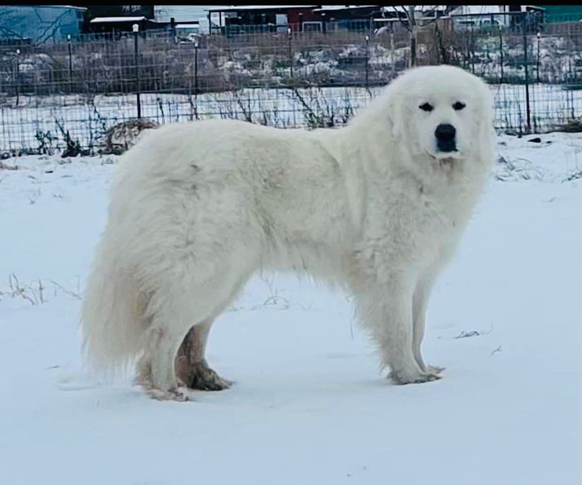 POLAR LIGHT GREAT Pyrenees Pups from GCH CH Parents breeder image 28