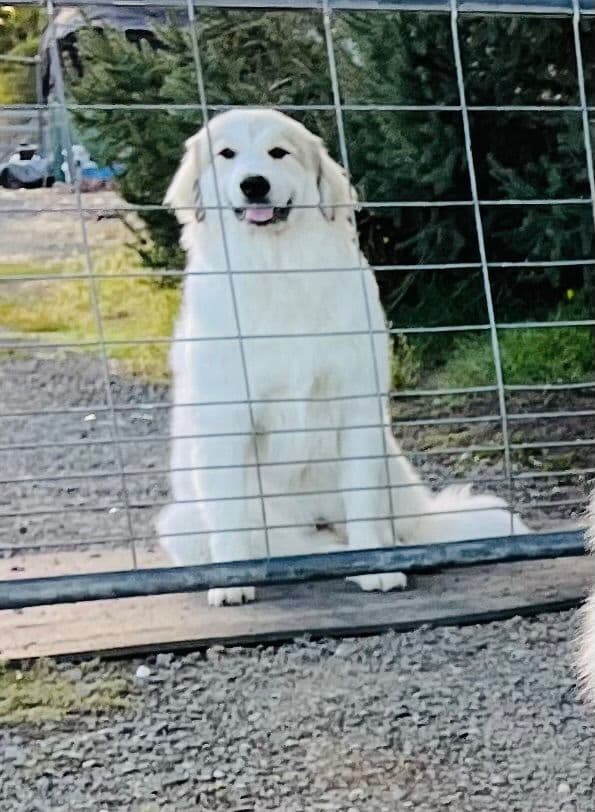 POLAR LIGHT GREAT Pyrenees Pups from GCH CH Parents breeder image 29