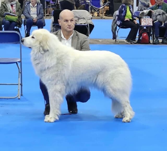 POLAR LIGHT GREAT Pyrenees Pups from GCH CH Parents media 14