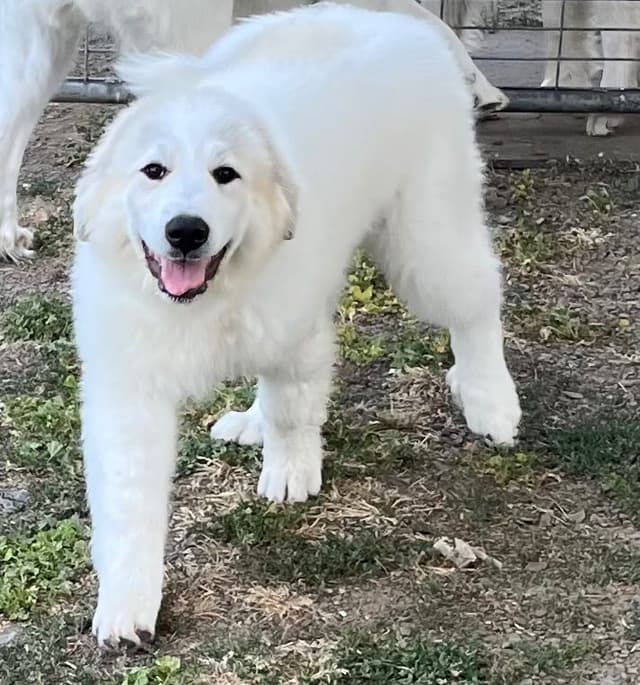 POLAR LIGHT GREAT Pyrenees Pups from GCH CH Parents media 13