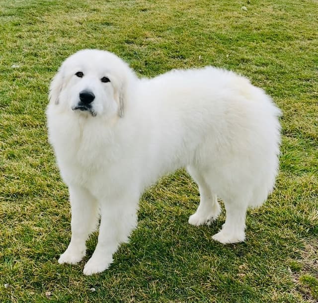 POLAR LIGHT GREAT Pyrenees Pups from GCH CH Parents media 12
