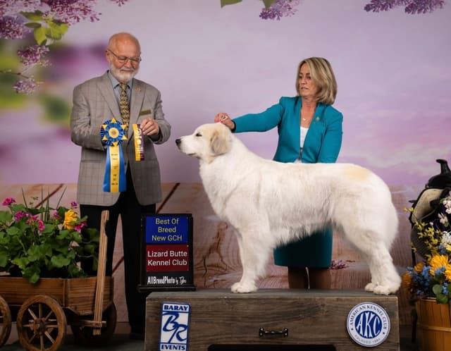 POLAR LIGHT GREAT Pyrenees Pups from GCH CH Parents media 11