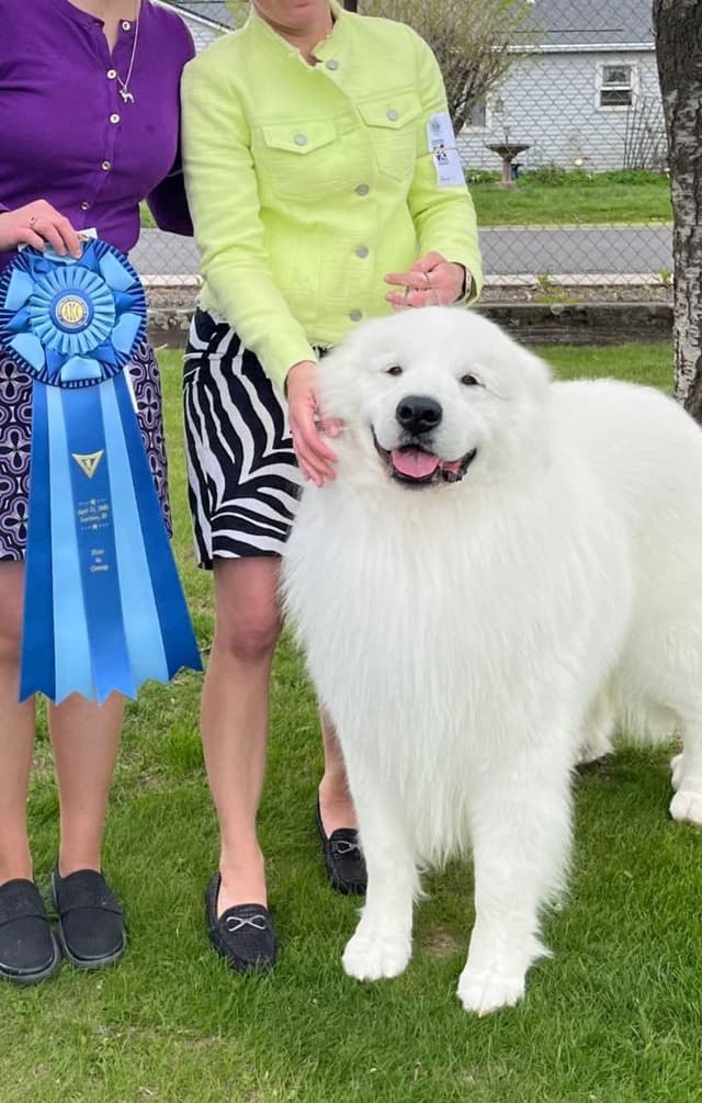 POLAR LIGHT GREAT Pyrenees Pups from GCH CH Parents media 9
