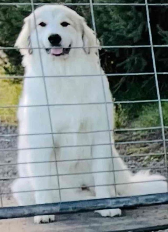 POLAR LIGHT GREAT Pyrenees Pups from GCH CH Parents media 15