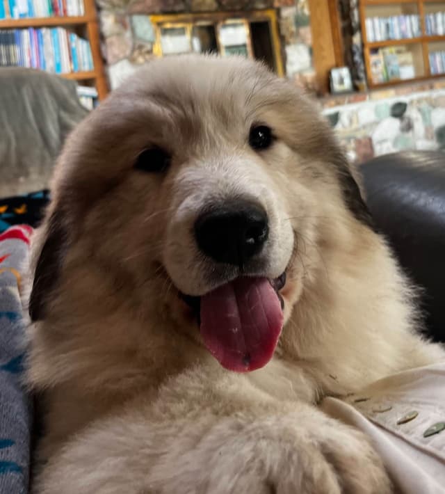 POLAR LIGHT GREAT Pyrenees Pups from GCH CH Parents media 7