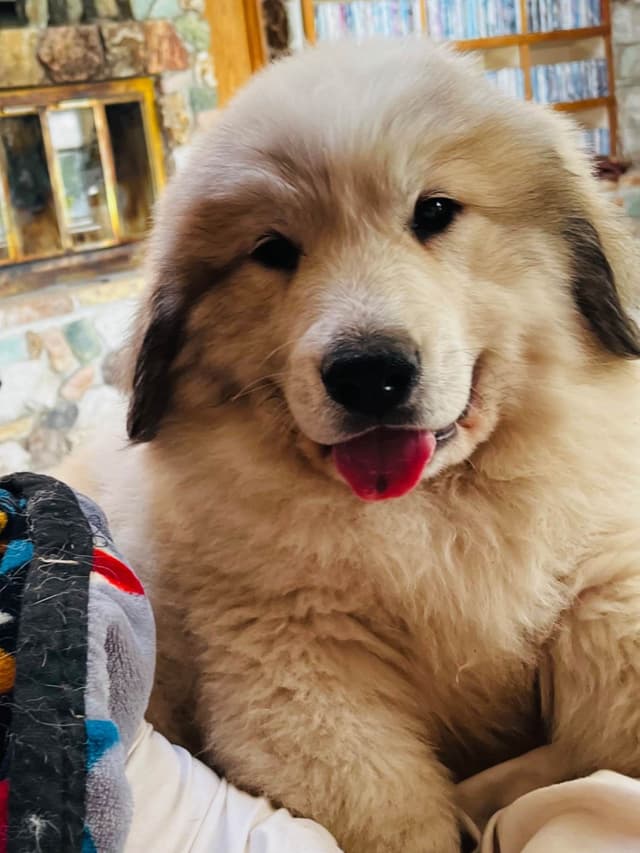 POLAR LIGHT GREAT Pyrenees Pups from GCH CH Parents media 2