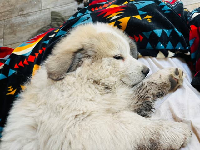 POLAR LIGHT GREAT Pyrenees Pups from GCH CH Parents media 6