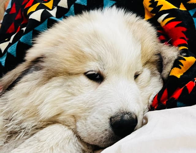 POLAR LIGHT GREAT Pyrenees Pups from GCH CH Parents media 3