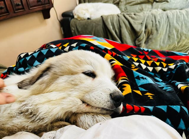 POLAR LIGHT GREAT Pyrenees Pups from GCH CH Parents media 5