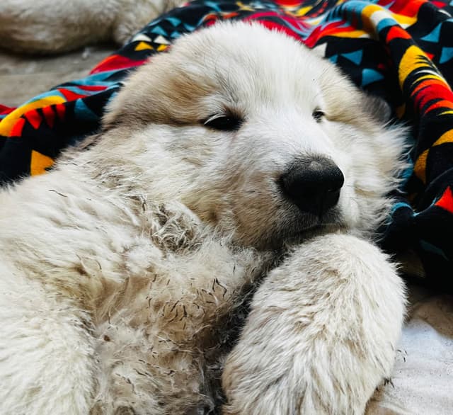 POLAR LIGHT GREAT Pyrenees Pups from GCH CH Parents media 4