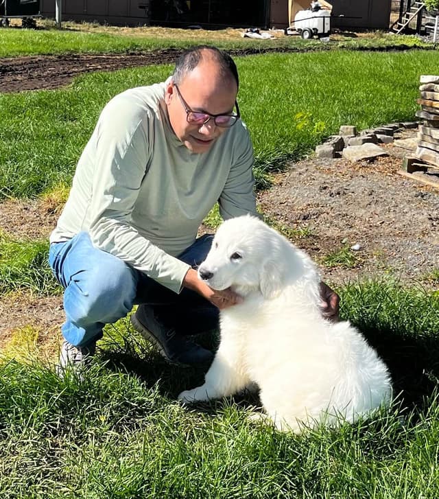 POLAR LIGHT GREAT Pyrenees Pups from GCH CH Parents media 16