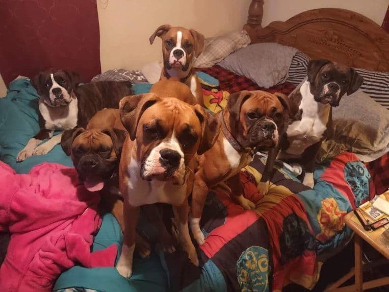 Family Raised Boxer Puppies breeder image 1
