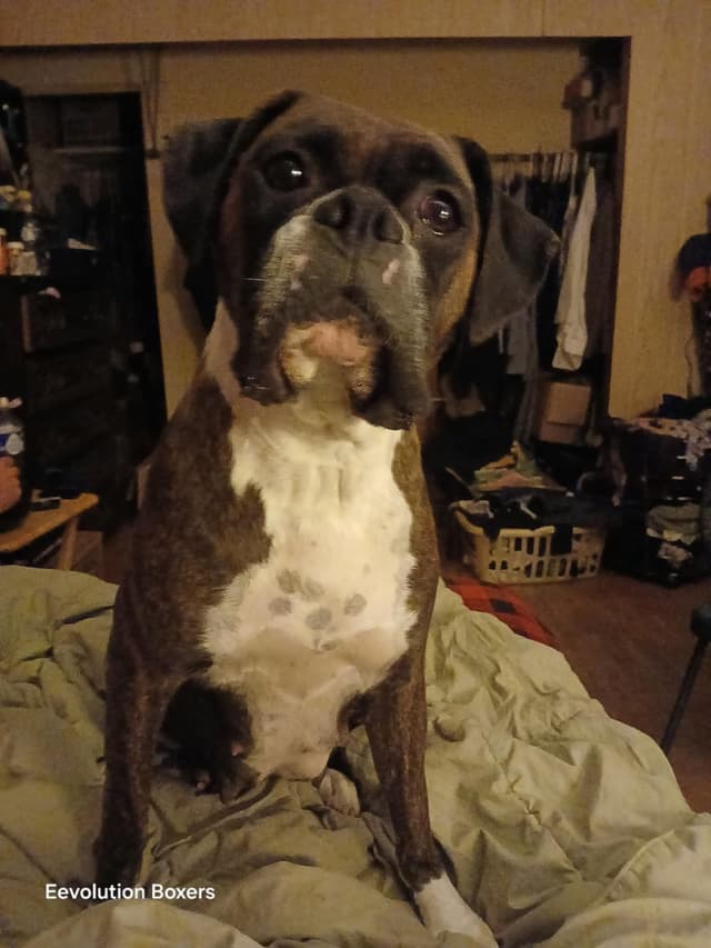 Family Raised Boxer Puppies media 20