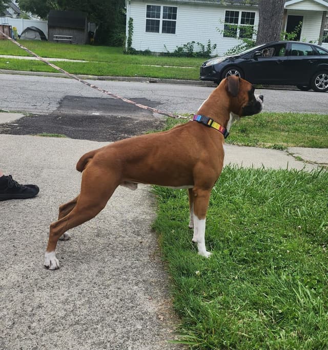 Family Raised Boxer Puppies media 18