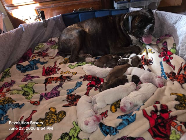 Family Raised Boxer Puppies media 17