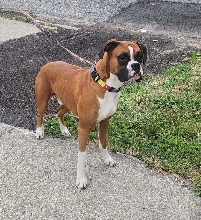 Family Raised Boxer Puppies media 19
