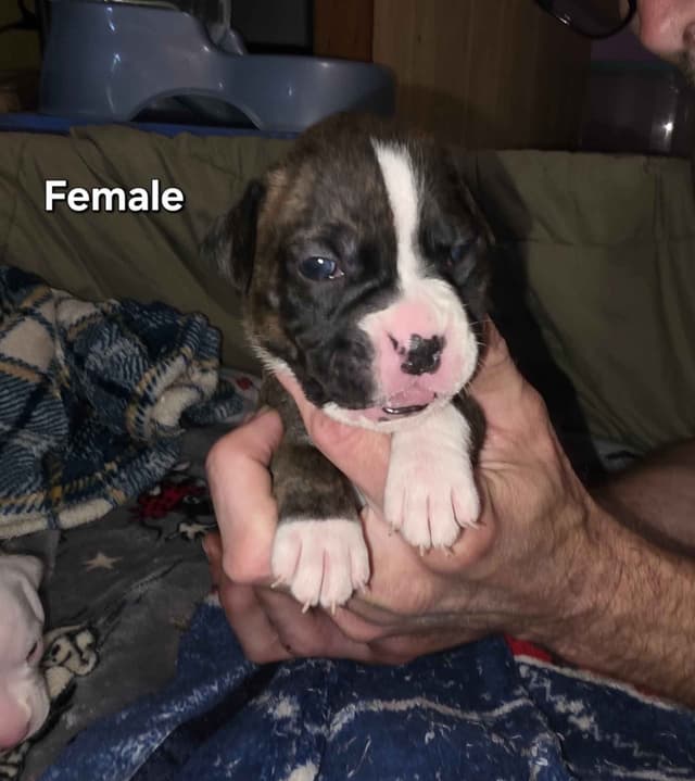Family Raised Boxer Puppies media 3